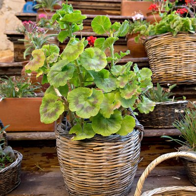 Sepette sardunya.jpg