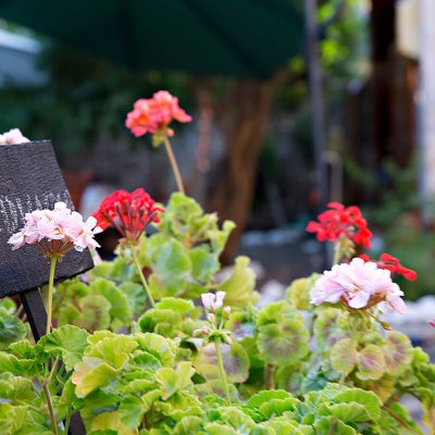 Bahçe sardunyasız olmaz.jpg