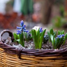 Sümbüller sepette.jpg