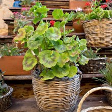 Sepette sardunya.jpg